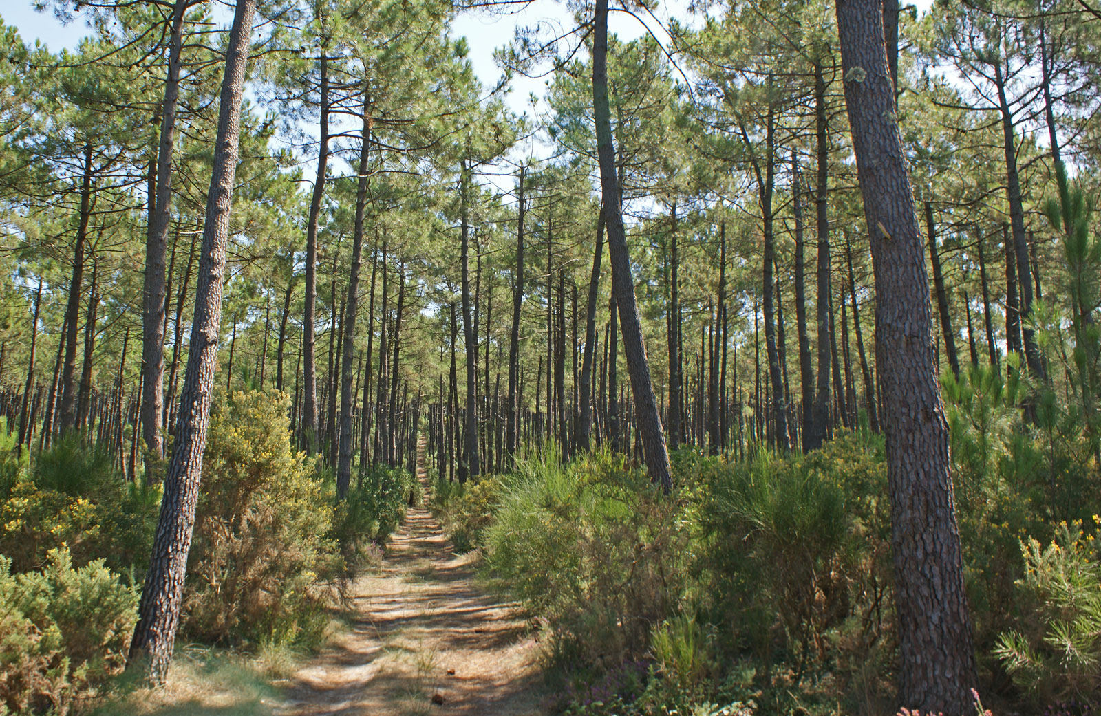 Landes